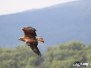 Greifvogelflugshow auf der Burg Kreuzenstein (6. August 2016)