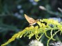 Spazierrunde im Hochleithenwald (25.08.2016)