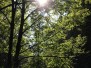 Unterwegs bei Hornsburg im Wald (27.08.2016)