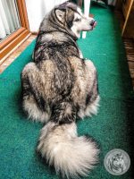 36IMG_20220726_164543_1-Kopie