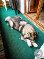 37IMG_20220726_164710-Kopie