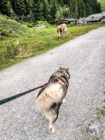 39IMG_20220727_130847-Kopie