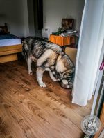 19IMG_20220729_161911-Kopie