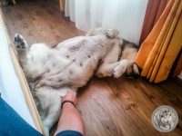 23IMG_20220729_173320-Kopie