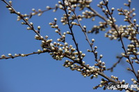 img_0931