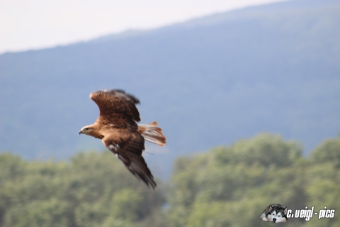 Greifvogelflugshow auf der Burg Kreuzenstein (6. August 2016)