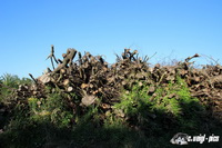 img_4219