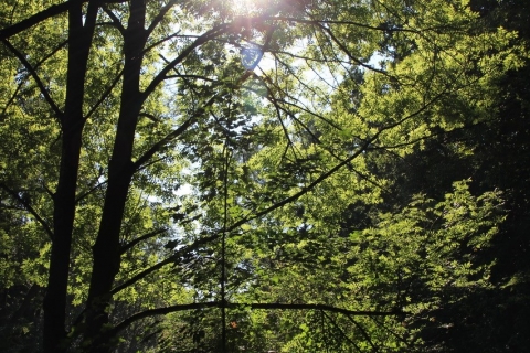 Unterwegs bei Hornsburg im Wald (27.08.2016)