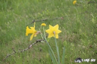 IMG_7617