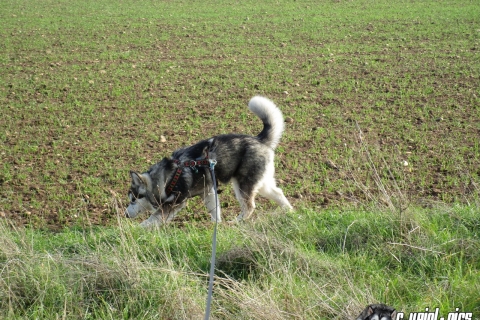 Mit Nukka beim Reuhof (07.11.2017)