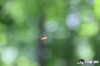 img_9074