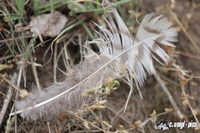 img_8675