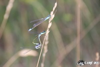 img_9376
