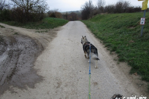 Wanderung bei Großengersdorf (17.11.2017)