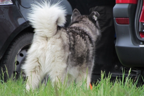 3. Großengersdorfer Hunde-Wandermarathon 2015 (AE)
