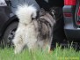 3. Großengersdorfer Hunde-Wandermarathon 2015 (AE)