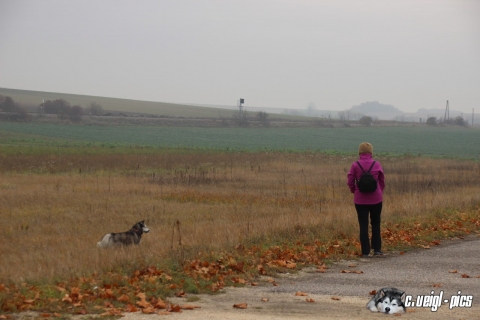 One million paws 2015 - Bad Pirawarth