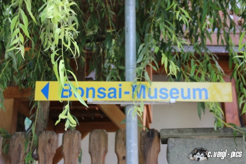 Besuch im Bonsai Museum in Seeboden