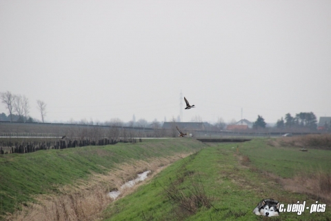 Tiere, Vögel & Fische