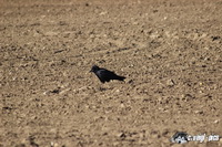 img_8515