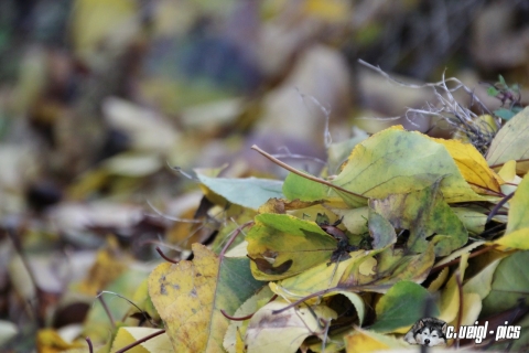 Fotowanderung vom 17. Oktober 2015