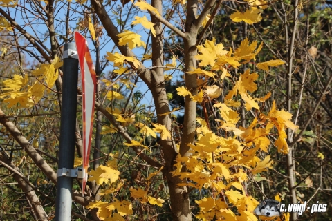 Herstimpressionen aus dem Weinviertel (31.10.2015)