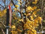 Herstimpressionen aus dem Weinviertel (31.10.2015)