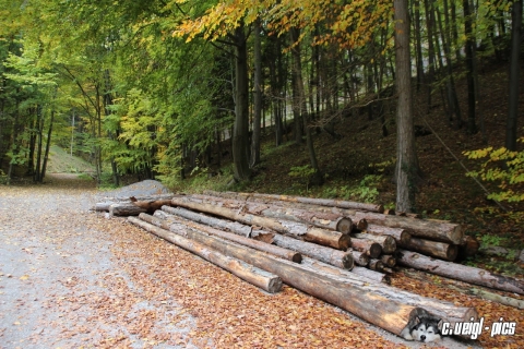 Ja, es herbstlt schon ... (22.10.2015)