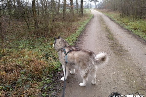 Spazierrunde beim Reuhof