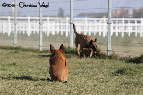 Hundeauslaufzone Gerasdorf (13.03.2014)