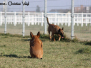 Hundeauslaufzone Gerasdorf (13.03.2014)