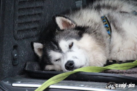 NSSV - Niederösterreichischer Schlittenhunde Sportverein - 2014