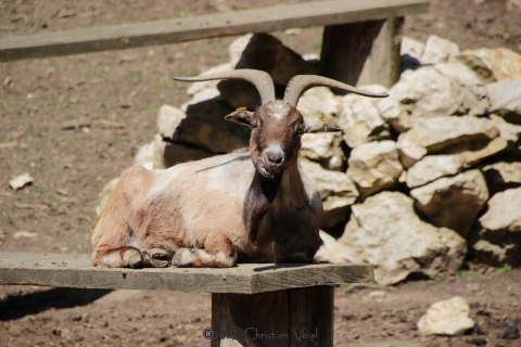Ausflug in den Wildtierpark Ernstbrunn (NÖ) am 31. Mai 2014