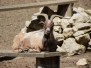Ausflug in den Wildtierpark Ernstbrunn (NÖ) am 31. Mai 2014