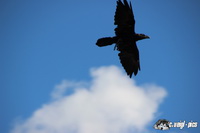 img_0008