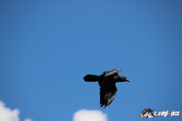 img_0009