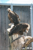 IMG_0454