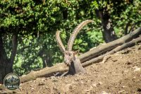 Watermark_18IMG_1019