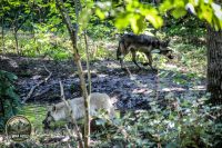 Watermark_21IMG_1022