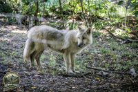Watermark_31IMG_1032