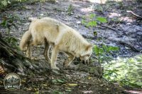 Watermark_36IMG_1037