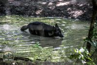 Watermark_38IMG_1039