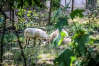 Watermark_40IMG_1042