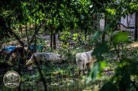 Watermark_44IMG_1046