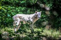 Watermark_49IMG_1051