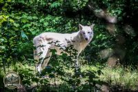 Watermark_50IMG_1052