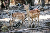 Watermark_59IMG_1061