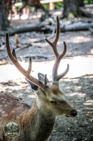 Watermark_66IMG_1068