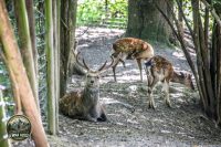 Watermark_68IMG_1070