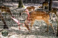 Watermark_73IMG_1075
